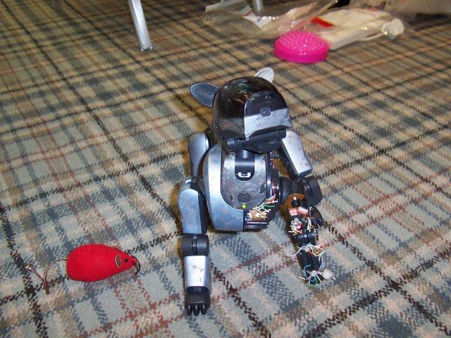 mein schnster Favorit Aibo